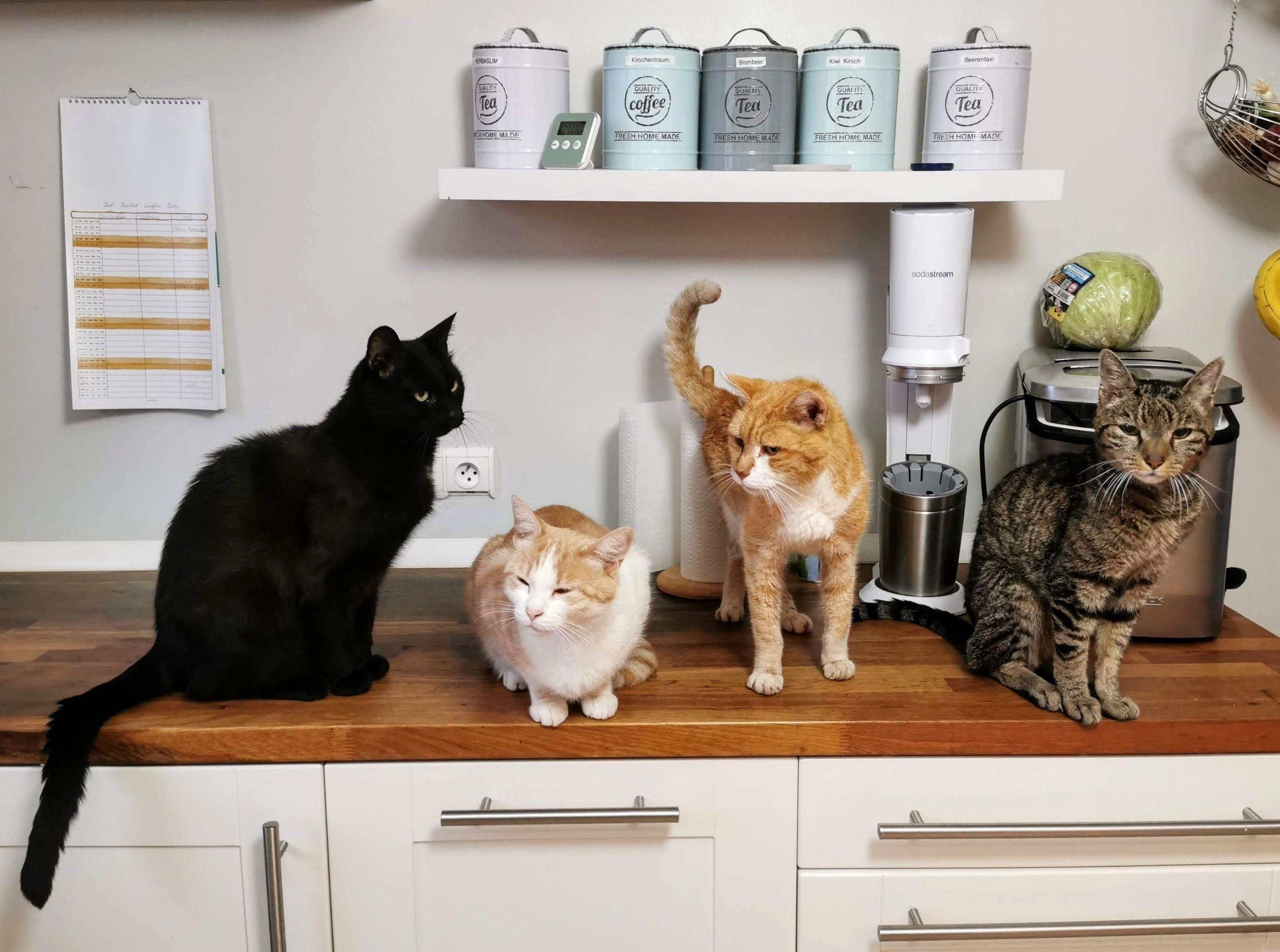 cats on a kitchen counter