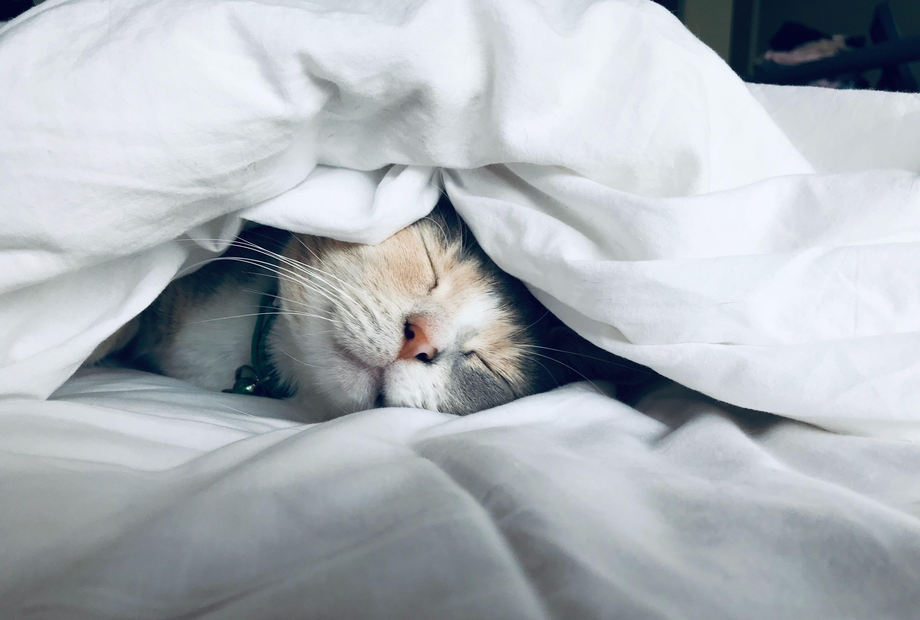 cat sleeping in bed under covers